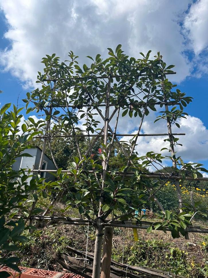 6 Photinia fraseri 'Red Robin groenblijvend, Tuin en Terras, Planten | Bomen, Leiboom, 100 tot 250 cm, Ophalen
