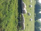 Mooie jaarling Franse Texel stamboek ram., Animaux & Accessoires, Moutons, Chèvres & Cochons