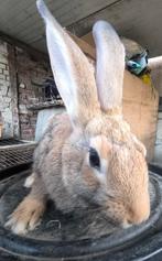 Vlaamse reus, Dieren en Toebehoren, Konijnen, Geslacht onbekend