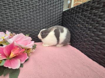 Lief Mini dwergkonijntje voedstertje met kooi beschikbaar voor biedingen