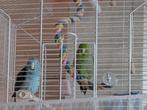Koppel Forpus dwergpapegaaien, Meerdere dieren, Dwergpapegaai of Agapornis, Geringd