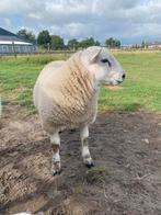 Ramlam te koop, Dieren en Toebehoren, Schapen, Geiten en Varkens