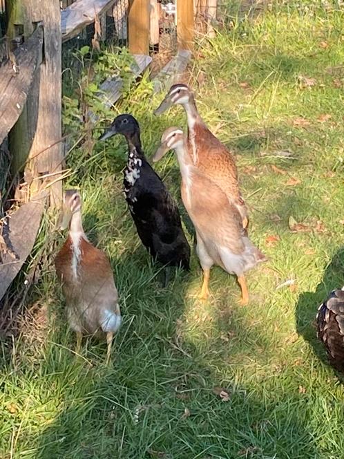 4 jonge loopeenden, Dieren en Toebehoren, Pluimvee, Eend, Geslacht onbekend