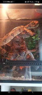 Couple de Boa constrictor avec terrarium complet  a vendre, Enlèvement