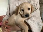 Labradorpups op de boerderij, Dieren en Toebehoren, Honden | Retrievers, Spaniëls en Waterhonden, België, Fokker | Hobbymatig