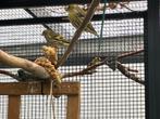 Zuivere wildkleur sijsen 2025, Dieren en Toebehoren, Vogels | Overige Vogels