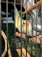 HALF TAMME VALKPARKIETEN VANAF 60 EURO/VOGEL, Dieren en Toebehoren, Meerdere dieren, Parkiet, Tam