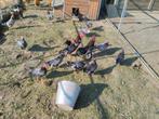 Broedeieren Ancona kriel, Dieren en Toebehoren, Pluimvee