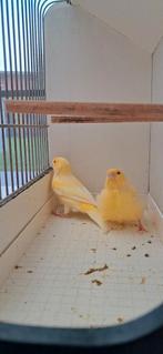 Kanarie's, Dieren en Toebehoren