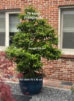 Tuinbonsai - haagbeuk, Tuin en Terras, Planten | Bomen, Ophalen