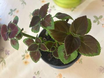 Coleus beschikbaar voor biedingen