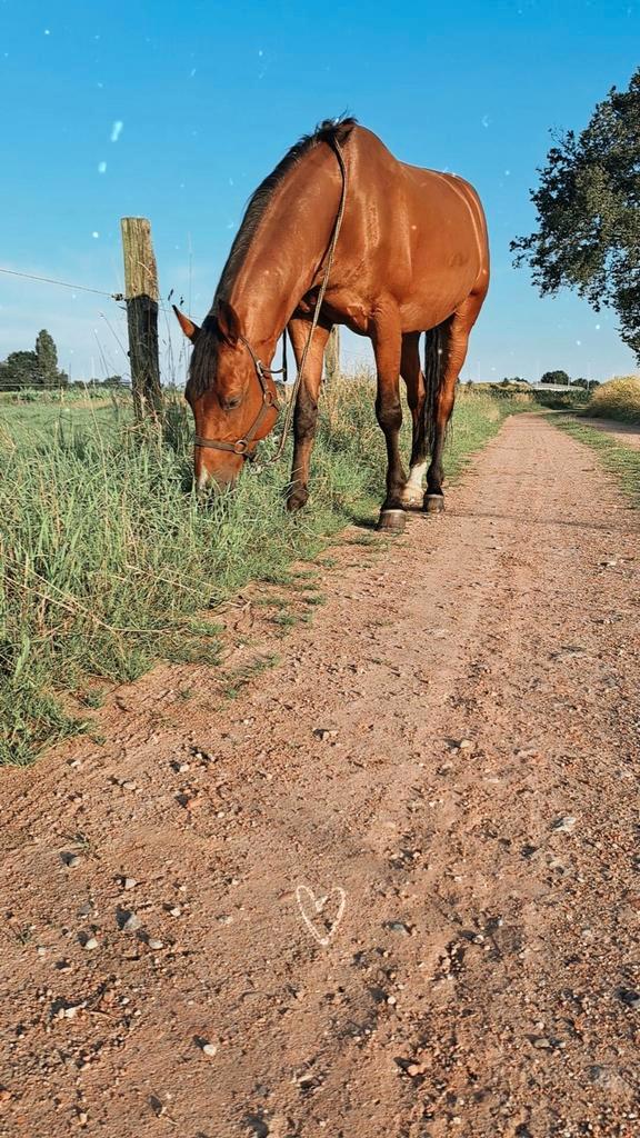Halve stal in Brecht(Antwerpen), Dieren en Toebehoren, Paarden