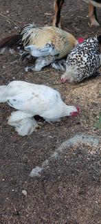 nederlandse sabelpoot kippen, Dieren en Toebehoren, Pluimvee, Kip