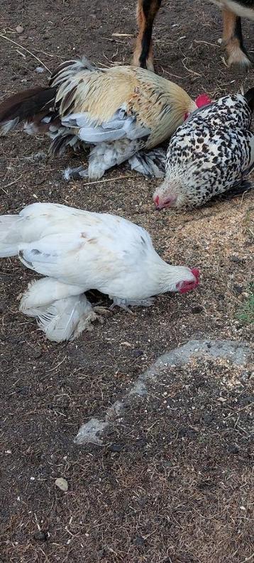 nederlandse sabelpoot kippen, Poule ou poulet