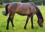 3 jarige D pony., Merrie, Gechipt, Springpony, 3 tot 6 jaar