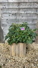 Houten bak met rhodendendron hybride, Jardin & Terrasse, Bacs à fleurs & Jardinières, Comme neuf, Bois, Enlèvement, Carré