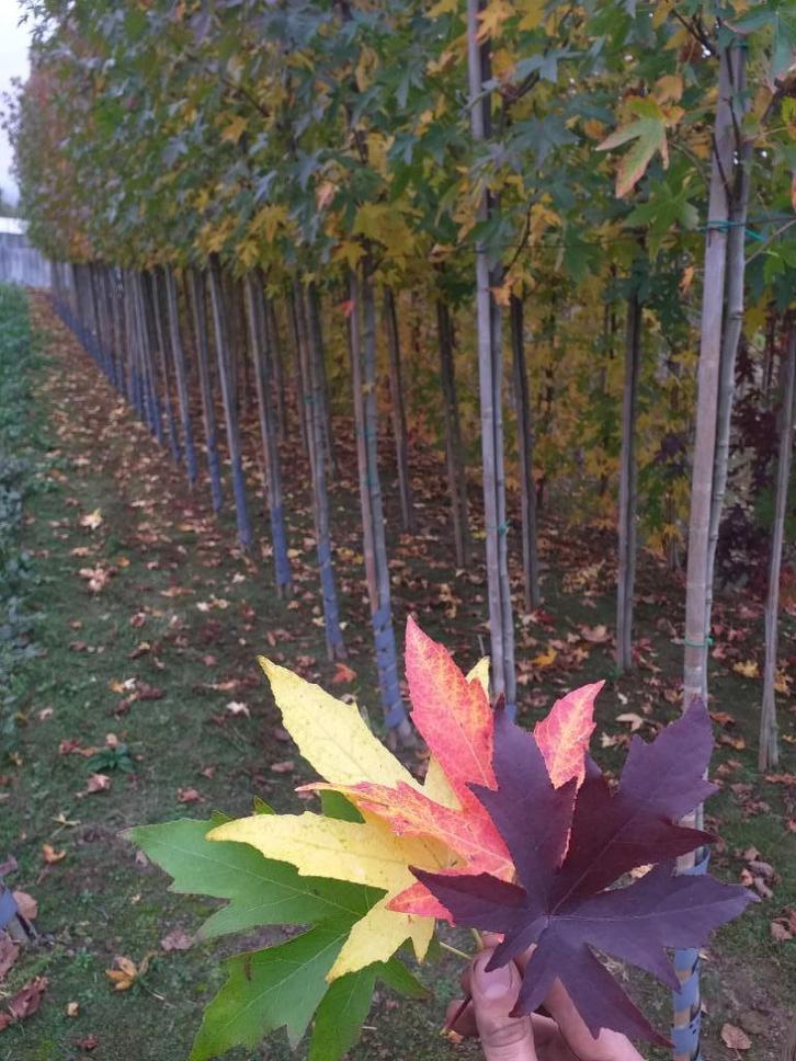Liquidambar styraciflua / Amberboom, Tuin en Terras, Planten | Bomen, Ophalen