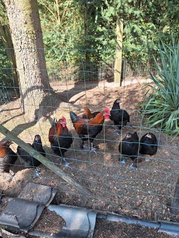 Broedeieren van marans zwart kperhals, Dieren en Toebehoren