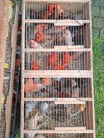 Kanaries rood pigment  20euro stuk, Dieren en Toebehoren