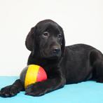 Labrador Retriever (Zwart) - Belgische pups te koop, Dieren en Toebehoren, Honden | Retrievers, Spaniëls en Waterhonden, CDV (hondenziekte)