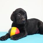 Labrador Retriever (Zwart) - Belgische pups te koop, Dieren en Toebehoren, CDV (hondenziekte), Meerdere, 8 tot 15 weken, Meerdere dieren