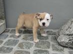 Old English Bulldog puppy's, België, CDV (hondenziekte), 8 tot 15 weken, Bulldog
