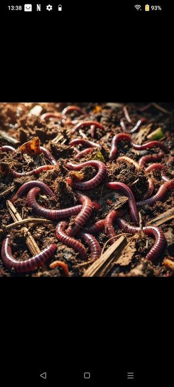 Compostwormen, aaspieren, mestpieren, actieve compost beschikbaar voor biedingen