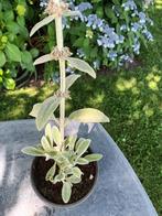 Stachys Byzantina, Ophalen