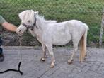 Merrie mini paard, Dieren en Toebehoren, Pony's, Merrie, Recreatiepony, Gechipt