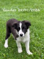 Border collie pup met stamboom, Animaux & Accessoires, Chiens | Bergers & Bouviers, Parvovirose, Un chien, Belgique, 8 à 15 semaines