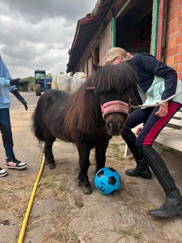 kindvriendelijke shetlander  beschikbaar voor biedingen