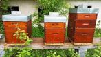 Ruches Dadant  avec la colonies d'abeilles Buckfast***, Ophalen, Nieuw