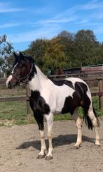 Lieve en brave recreatie pony, Dieren en Toebehoren, Merrie, Ontwormd