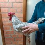 Haan ( Zanghaan), Dieren en Toebehoren