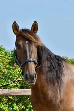 Knappe PRE ruin 10 jaar, Dieren en Toebehoren, Paarden, Gechipt, Ruin, Dressuurpaard, 7 tot 10 jaar