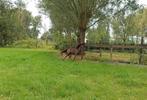 Jaarling hengstje bmp, Dieren en Toebehoren, Pony's, Met stamboom
