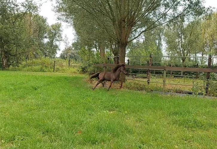 Jaarling hengstje bmp, Dieren en Toebehoren, Pony's, Met stamboom