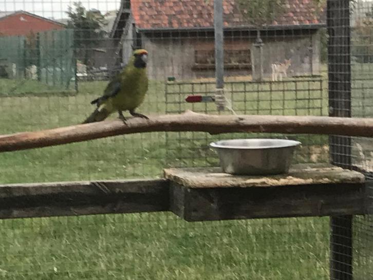 Kweek 2025, Dieren en Toebehoren, Vogels | Parkieten en Papegaaien