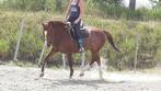 Recreatiepaard, Dieren en Toebehoren, Minder dan 160 cm, Zadelmak, 11 jaar of ouder, Recreatiepaard