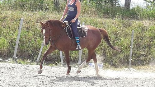 Recreatiepaard, Dieren en Toebehoren, Paarden, Merrie, Zadelmak, Minder dan 160 cm, 11 jaar of ouder, Recreatiepaard, Gechipt
