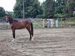 Jaarling hengst, Met stamboom, Springpaard, Z, 0 tot 2 jaar