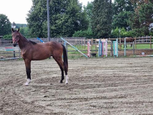 Jaarling hengst, Dieren en Toebehoren, Paarden, Hengst, Z, 0 tot 2 jaar, Springpaard, Met stamboom