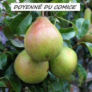 UITVERKOOP !!! LAAGSTAM PERENBOMEN oa DOYENNÉ : 5 €/STUK !!! beschikbaar voor biedingen