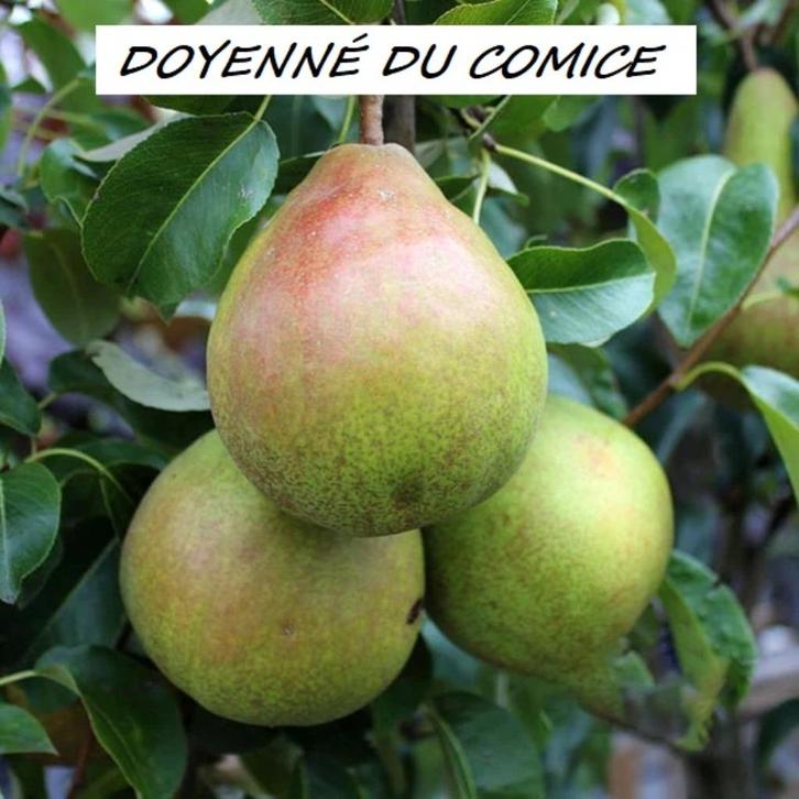 PERENBOMEN : oa DOYENNÉ, DURONDEAU, CLAPPS, WILLIAMS,..15€/s, Tuin en Terras, Planten | Fruitbomen, Perenboom, 100 tot 250 cm