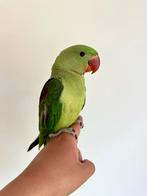 Alexander papegaai, Dieren en Toebehoren, Papegaai