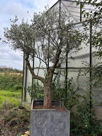 Grote olijfboom in bak, zelf op te halen beschikbaar voor biedingen