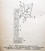 Leçons-Modèles (1à3) / Notions de Physiologie-Engrais - 1915, Livres, Collectif éditorial, Utilisé, Enlèvement ou Envoi, Sciences naturelles