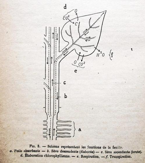 Leçons-Modèles (1à3) / Notions de Physiologie-Engrais - 1915, Boeken, Wetenschap, Gelezen, Natuurwetenschap, Ophalen of Verzenden