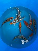 Japanse koi 15-20cm, Dieren en Toebehoren, Karper of Koi