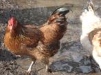 1 bruine hen (wyandotte - araucana), Poule ou poulet, Femelle